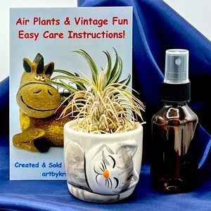 Mini CAT Planter Air Plant Set - Spanish Moss Fine Mist Sprayer FREE Air Plant